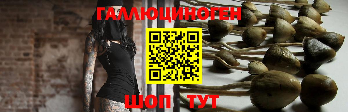Псилоцибиновые грибы Psilocybe  Вход с VPN  Среднеуральск 